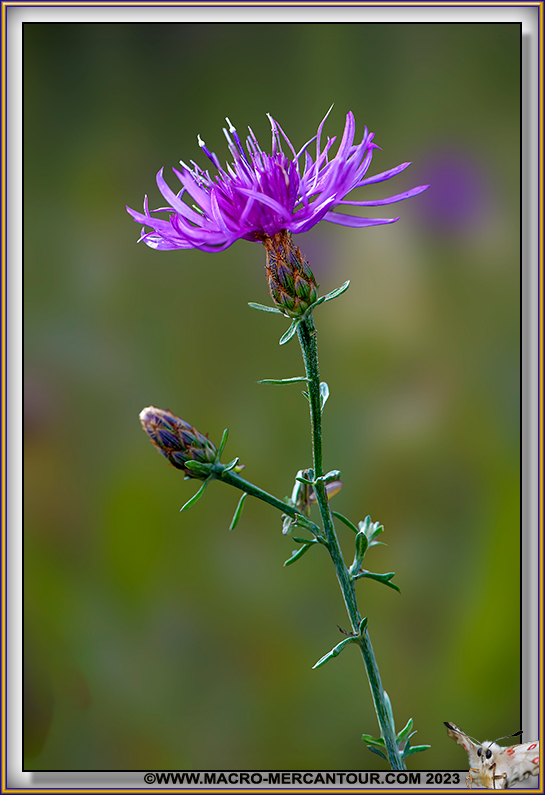 Centaurée en panicule